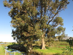 Eucalyptus gomphocephala
