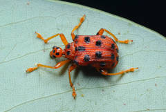 Agomadaranus