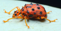 Agomadaranus