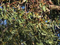 Eucalyptus gomphocephala