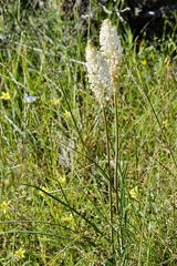 Bulbinella eburniflora