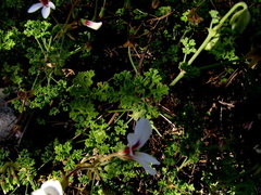 Pelargonium trifidum