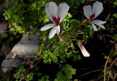 Pelargonium trifidum