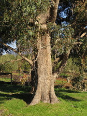Eucalyptus gomphocephala