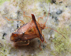 Elasmucha fengkainica