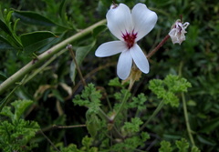 Pelargonium trifidum