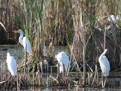 Ardea alba