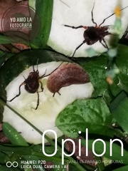 Erginulus subserialis