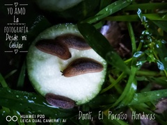 Erginulus subserialis