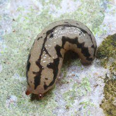 Meghimatium pictum