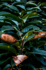 Cassipourea gummiflua