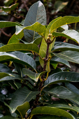 Cassipourea gummiflua