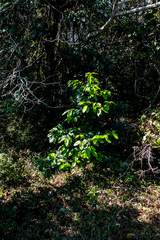 Cassipourea gummiflua