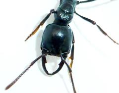 Plectroctena mandibularis