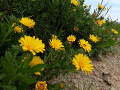 Grindelia atlantica