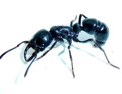 Plectroctena mandibularis