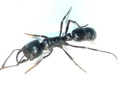 Plectroctena mandibularis