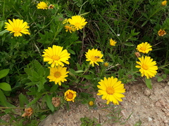 Grindelia atlantica