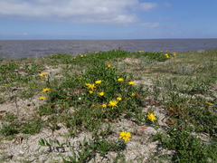 Grindelia atlantica