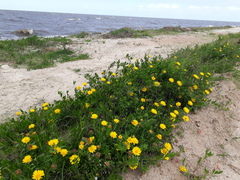 Grindelia atlantica