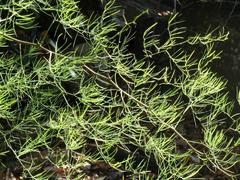 Asparagus transvaalensis