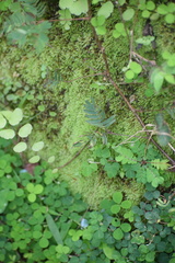 Adiantum philippense