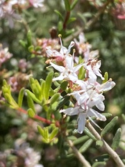 Agathosma foetidissima