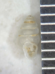 Gastrocopta contracta