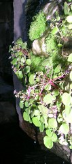Crassula dentata