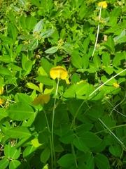 Arachis repens