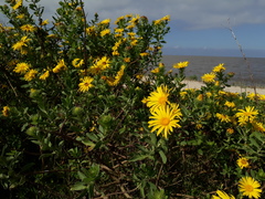 Grindelia puberula