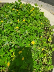 Arachis repens