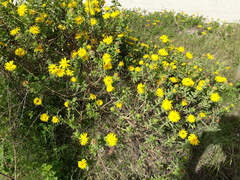 Grindelia puberula