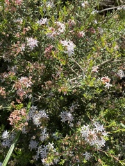 Agathosma foetidissima