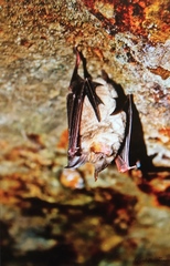 Rhinolophus euryale