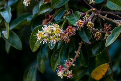 Cnestis polyphylla