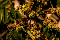 Cnestis polyphylla