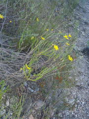 Euryops munitus