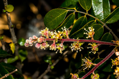 Cnestis polyphylla