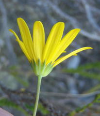 Euryops munitus