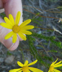 Euryops munitus
