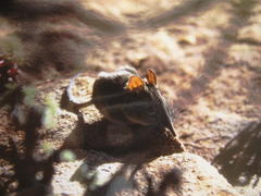 Elephantulus rupestris