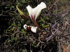Pelargonium tetragonum