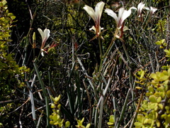 Pelargonium tetragonum