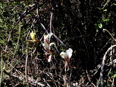 Pelargonium tetragonum