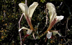 Pelargonium tetragonum