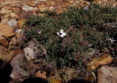 Pelargonium tricolor