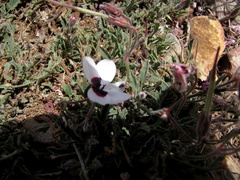 Pelargonium tricolor