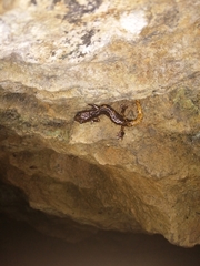 Speleomantes strinatii