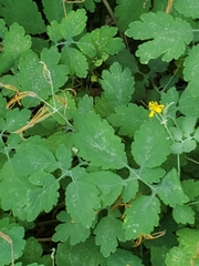 Chelidonium majus